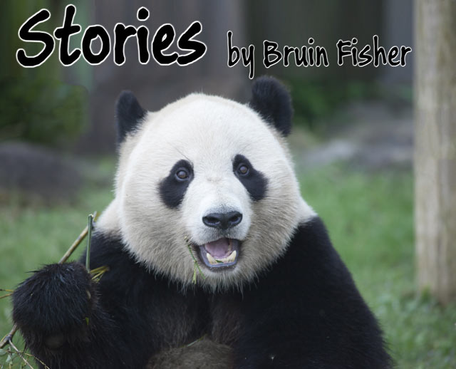 Stories by Bruin Fisher