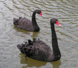 Australian Black Swans ~ Cygnus atratus