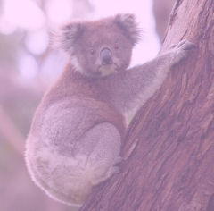 Koala climbing tree ~ pale pink overlay