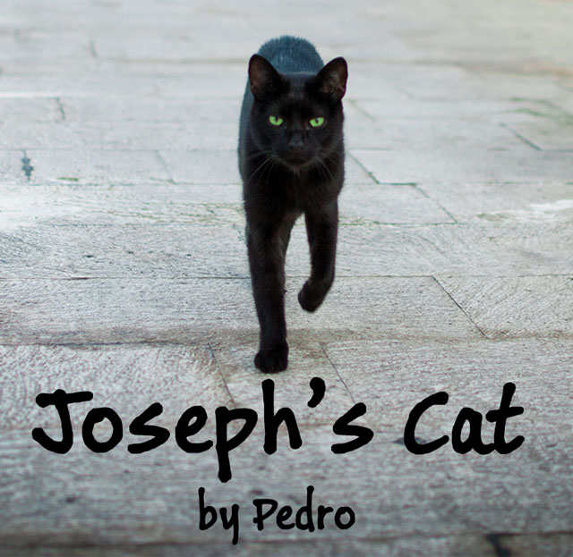 Joseph's Cat by Pedro
